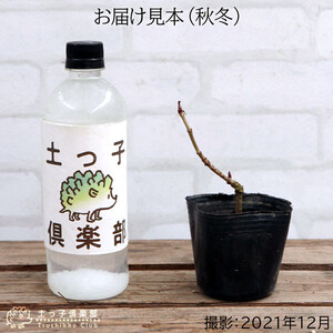 エルダーフラワー(西洋ニワトコ オーレア)9cmポット苗|花苗 ギフト ガーデニング