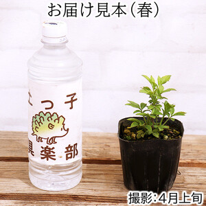 エルダーフラワー(西洋ニワトコ オーレア)9cmポット苗|花苗 ギフト ガーデニング