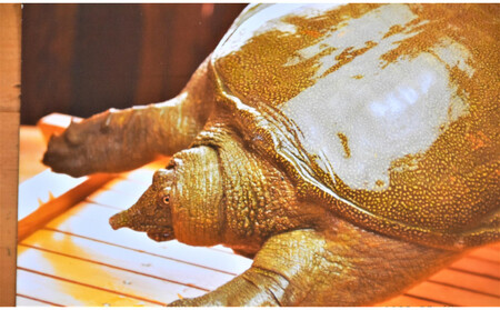 すっぽん卵黄はちみつ漬け2個セット