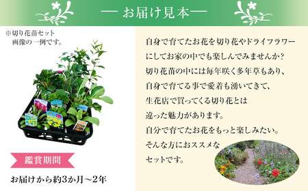季節の切り花苗 お任せ12ポットmixセット｜花苗 ギフト ガーデニング