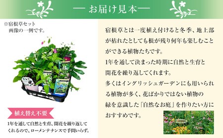 季節の宿根草 お任せ7ポットmixセット｜花苗 ギフト ガーデニング