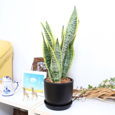 《先行予約》【観葉植物】サンスベリア 5号 ブラック丸プラスチック鉢（Bowl）土の表面:ウッドチップ｜観葉植物 インテリア 部屋 おしゃれ 福岡県筑前町 送料無料