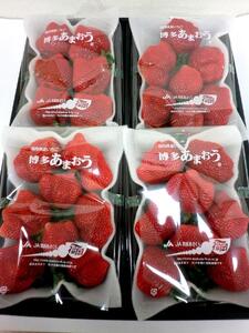 【筑前町産】あまおういちご 4パック｜苺 あまおう いちご 福岡