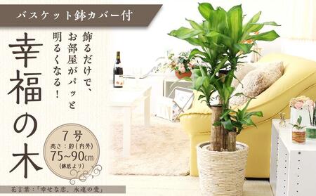 【観葉植物】幸福の木 7号 ホワイトバスケット鉢カバー 高さ：約75cm～90cm内外(鉢底より) 土の表面：ウッドチップ 