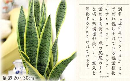 サンスベリア 5号 ホワイト陶器鉢 丸ロング 高さ：約35cm～50cm内外(鉢底より) 【観葉植物 インテリア 部屋 おしゃれ 植物 鉢付 観葉植物 インテリア 観葉植物 室内 観葉植物 オフィス 観葉植物 おしゃれ 観葉植物 プレゼント 観葉植物 ギフト 観葉植物 リラックス 観葉植物  観葉植物 マイナスイオン 観葉植物 エコ グリーン 観葉植物 インテリア 部屋 おしゃれ 植物 鉢付 観葉植物 インテリア 観葉植物 室内 観葉植物 オフィス 観葉植物 おしゃれ 観葉植物 プレゼント 観葉植物 ギフト 観葉植物 リラックス 観葉植物  観葉植物 マイナスイオン 観葉植物 エコ グリーン 観葉植物 インテリア 部屋 おしゃれ 植物 鉢付 観葉植物 インテリア 観葉植物 室内 観葉植物 オフィス 観葉植物 おしゃれ 観葉植物 プレゼント 観葉植物 ギフト 観葉植物 リラックス 観葉植物  観葉植物 マイナスイオン 観葉植物 エコ グリーン 観葉植物】 