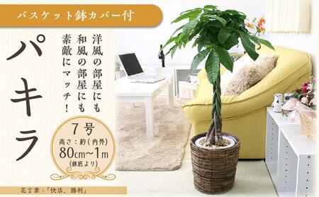 パキラ 7号 ブラウンバスケット鉢カバー 高さ：約80cm～1m内外(鉢底より) 【観葉植物 植物 鉢付 インテリア 部屋 室内 オフィス 癒し エコ グリーン マイナスイオン リラックス オシャレ おしゃれ ギフト プレゼント 贈り物 人気 おすすめ  福岡県 筑前町 ふるさと納税】