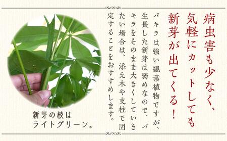 パキラ 7号 ブラウンバスケット鉢カバー 高さ：約80cm～1m内外(鉢底より) 【観葉植物 植物 鉢付 インテリア 部屋 室内 オフィス 癒し エコ グリーン マイナスイオン リラックス オシャレ おしゃれ ギフト プレゼント 贈り物 人気 おすすめ  福岡県 筑前町 ふるさと納税】