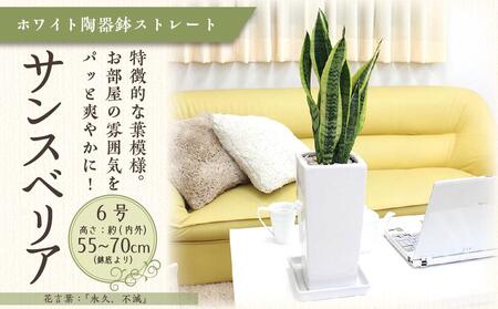 サンスベリア ホワイト陶器鉢 6号 ストレート 高さ：約55～70cm 【観葉植物 植物 鉢付 インテリア 部屋 室内 オフィス 癒し エコ グリーン マイナスイオン リラックス オシャレ おしゃれ ギフト プレゼント 贈り物 人気 おすすめ  福岡県 筑前町 ふるさと納税】