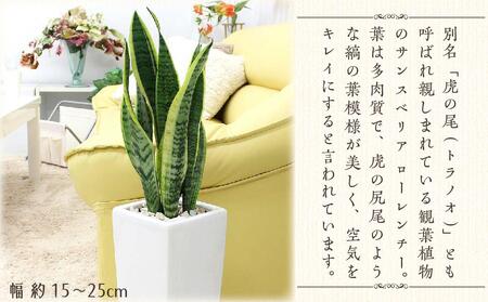 サンスベリア ホワイト陶器鉢 6号 ストレート 高さ：約55～70cm 【観葉植物 植物 鉢付 インテリア 部屋 室内 オフィス 癒し エコ グリーン マイナスイオン リラックス オシャレ おしゃれ ギフト プレゼント 贈り物 人気 おすすめ  福岡県 筑前町 ふるさと納税】