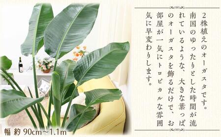 《先行予約》【観葉植物】オーガスタ 10号 ブラウンバスケット鉢カバー 土の表面:ウッドチップ|観葉植物 インテリア 部屋 おしゃれ 福岡県筑前町 送料無料