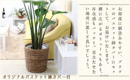 《先行予約》【観葉植物】オーガスタ 10号 ブラウンバスケット鉢カバー 土の表面:ウッドチップ|観葉植物 インテリア 部屋 おしゃれ 福岡県筑前町 送料無料