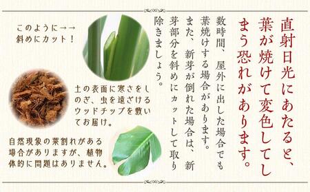 《先行予約》【観葉植物】オーガスタ 10号 ブラウンバスケット鉢カバー 土の表面:ウッドチップ|観葉植物 インテリア 部屋 おしゃれ 福岡県筑前町 送料無料