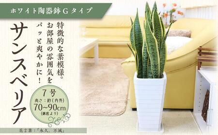 《先行予約》【観葉植物】サンスベリア 7号 ホワイト陶器鉢 Gタイプ 高さ:約70~ 90cm 土の表面:ウッドチップ |観葉植物 サンスベリア 鉢つき