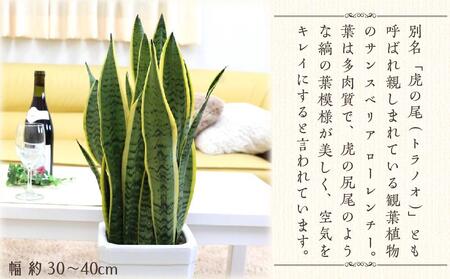 《先行予約》【観葉植物】サンスベリア 7号 ホワイト陶器鉢 Gタイプ 高さ:約70~ 90cm 土の表面:ウッドチップ |観葉植物 サンスベリア 鉢つき