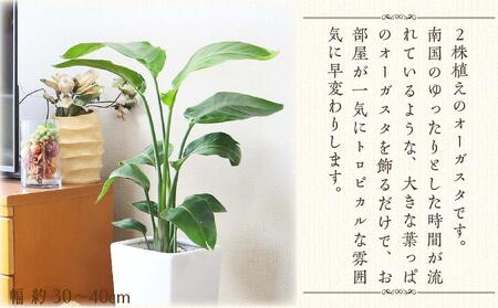 観葉植物】オーガスタ 7号 ホワイトスクエア陶器鉢SW 土の表面:ウッド