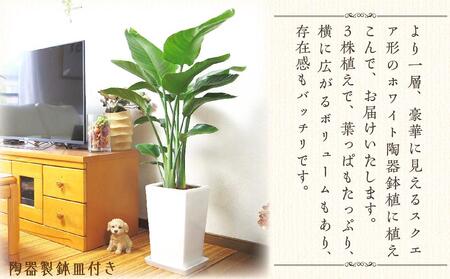 《先行予約》【観葉植物】オーガスタ 8号 ホワイトスクエア陶器鉢SW 土の表面:ウッドチップ ｜観葉植物 オーガスタ 鉢つき