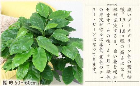 コーヒーの木 7号 ホワイトスクエア陶器G 土の表面:ウッドチップ【観葉植物 植物 コーヒー 樹木 7号 鉢付 インテリア 部屋 室内 オフィス 癒し エコ グリーン マイナスイオン リラックス オシャレ おしゃれ ギフト プレゼント 贈り物 人気 おすすめ  福岡県筑前町 送料無料 AG018】