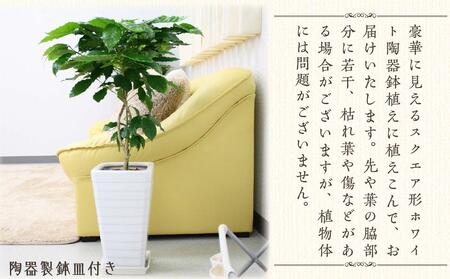 コーヒーの木 7号 ホワイトスクエア陶器G 土の表面:ウッドチップ【観葉植物 植物 コーヒー 樹木 7号 鉢付 インテリア 部屋 室内 オフィス 癒し エコ グリーン マイナスイオン リラックス オシャレ おしゃれ ギフト プレゼント 贈り物 人気 おすすめ  福岡県筑前町 送料無料 AG018】
