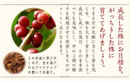 コーヒーの木 7号 ホワイトスクエア陶器G 土の表面:ウッドチップ【観葉植物 植物 コーヒー 樹木 7号 鉢付 インテリア 部屋 室内 オフィス 癒し エコ グリーン マイナスイオン リラックス オシャレ おしゃれ ギフト プレゼント 贈り物 人気 おすすめ  福岡県筑前町 送料無料 AG018】
