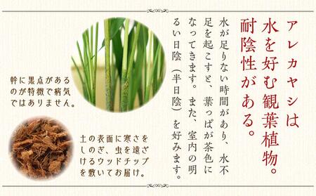 《先行予約》【観葉植物】アレカヤシ 8号 ブラウンバスケット鉢カバー 土の表面:ウッドチップ ｜観葉植物 アレカヤシ 鉢カバーつき