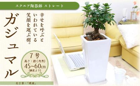 幸せを見守る樹 ガジュマル 7号 スクエア陶器鉢 ストレート 高さ:約45cm～60cm内外 【観葉植物 植物 がじゅまる ガジュマル 樹木 7号 鉢付  インテリア 部屋 室内 オフィス 癒し エコ グリーン マイナスイオン リラックス オシャレ おしゃれ ギフト プレゼント 贈り物 人気 ...