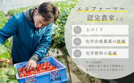 エコファーマー認定農家直送！特別栽培 あまおう 約270ｇ × 2パック ふるさと納税 いちご イチゴ 苺 赤村 果物 くだもの フルーツ ジャム にも ケーキ にも 先行予約 数量限定 ふるさと ランキング 人気 おすすめ 福岡 東峰村　3S14