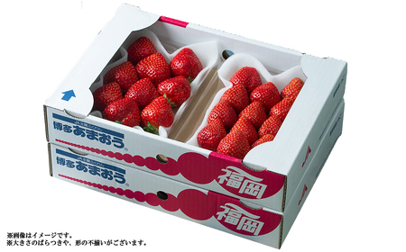 【春】福岡産あまおう4パック 3V3