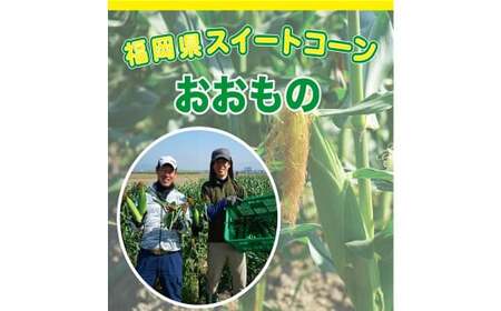 福岡県産 SDGs米糠堆肥で作ったメロンより甘い「博多あまっコーン（おおもの）」4.5kg以上 トウモロコシ とうもろこし コーン【2025年6月上旬～7月下旬発送予定】