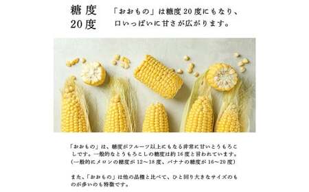 福岡県産 SDGs米糠堆肥で作ったメロンより甘い「博多あまっコーン（おおもの）」4.5kg以上 トウモロコシ とうもろこし コーン【2025年6月上旬～7月下旬発送予定】