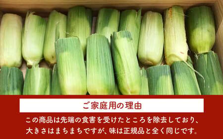 SDGs米糠堆肥で作ったとうもろこし「博多あまっコーン（ご家庭用カット品）」 4.5kg （12本～20本）とうもろこし トウモロコシ コーン【2025年6月上旬～7月下旬発送予定】