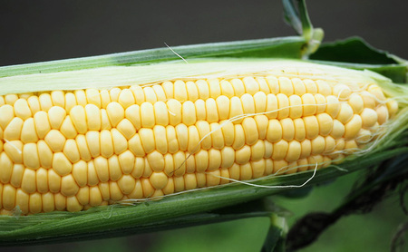 朝採り スイートコーン (10本入) とうもろこし ※離島配送不可