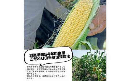 【2024年6月上旬発送開始】福岡県産 SDGs米糠堆肥で作ったメロンより甘い「博多あまっコーン(おおもの)」4.5kg以上