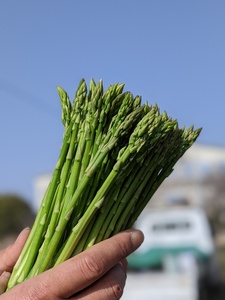 【ふるなび限定】【朝採新鮮】スナックアスパラガス 1.0kg（6月～10月に順次発送） FN-Limited-PR CC06
