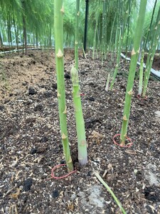 【ふるなび限定】【朝採新鮮】スナックアスパラガス 1.0kg（6月～10月に順次発送） FN-Limited-PR CC06