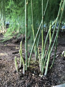 【ふるなび限定】【朝採新鮮】スナックアスパラガス 1.0kg（6月～10月に順次発送） FN-Limited-PR CC06