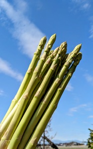 【ふるなび限定】【朝採新鮮】夏アスパラガス1.0kg(Lサイズ以上)2025年6月~8月発送 FN-Limited-PR CC07