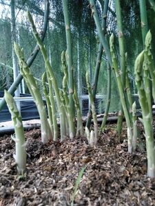 【ふるなび限定】【朝採新鮮】夏アスパラガス1.0kg(Lサイズ以上)2025年6月~8月発送 FN-Limited-PR CC07