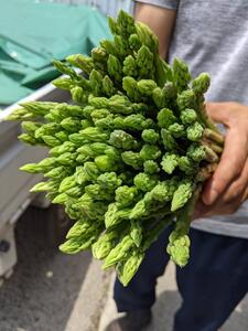 【ふるなび限定】【朝採新鮮】夏アスパラガス1.0kg(Lサイズ以上)2025年6月~8月発送 FN-Limited-PR CC07