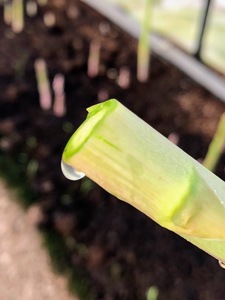 【ふるなび限定】【朝採新鮮】夏アスパラガス1.0kg(Lサイズ以上)2025年6月~8月発送 FN-Limited-PR CC07