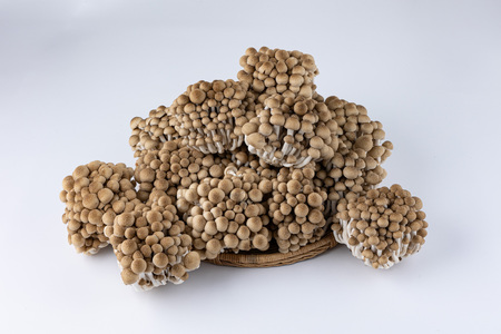 大木町のきのこセット(ぶなしめじ・ゆきれいたけ・王リンギ・えのきたけ各3パック) AT27