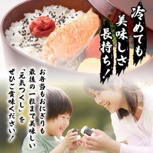 【定期便：12ケ月】令和７年産 福岡県産米 元気つくし 5kg 精米 CY011sub12