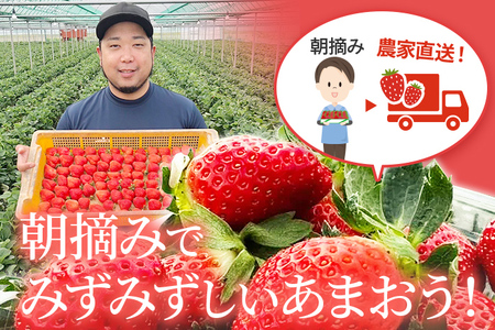 朝摘みあまおう 自宅用 約270g×6パック ※2026年3月順次出荷予定