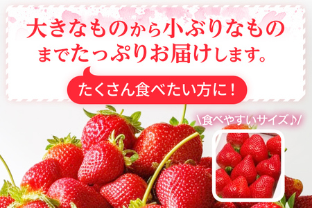 いちご 朝摘みあまおう 自宅用 約270g×6パック ※2026年3月順次出荷予定 BD05
