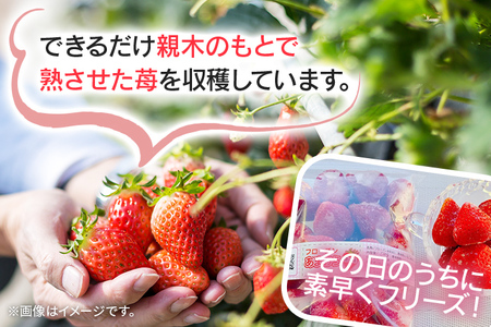 フローズンあまおう2kg(500g×4袋) 冷凍 いちご 苺  BD11