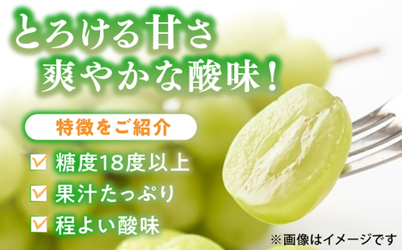 【★先行予約★ 2026年8月下旬より発送】シャインマスカット 約1.4kg / シャインマスカット しゃいんますかっと[AFAB007]