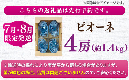 【★先行予約★　2025年7月中旬より発送】ピオーネ 約1.4kg ぶどう ブドウ ぴおーね ピオーネ 葡萄 フルーツ 果物 大粒 種なし くだもの パック 小分け 冷蔵 新鮮 甘い デザート 旬 広川町 / JAふくおか八女農産物直売所どろや [AFAB047]
