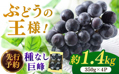 【★先行予約★　2025年7月中旬より発送】種なし巨峰  約1.4kg ふどう ブドウ 葡萄 巨峰 種なし フルーツ 果物 果実 くだもの 旬 産地直送 福岡 新鮮 冷蔵 広川町 / JAふくおか八女農産物直売所どろや [AFAB017]