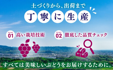 【★先行予約★　2025年7月中旬より発送】種なし巨峰  約1.4kg ふどう ブドウ 葡萄 巨峰 種なし フルーツ 果物 果実 くだもの 旬 産地直送 福岡 新鮮 冷蔵 広川町 / JAふくおか八女農産物直売所どろや [AFAB017]