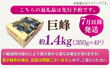 【★先行予約★　2025年7月中旬より発送】種なし巨峰  約1.4kg ふどう ブドウ 葡萄 巨峰 種なし フルーツ 果物 果実 くだもの 旬 産地直送 福岡 新鮮 冷蔵 広川町 / JAふくおか八女農産物直売所どろや [AFAB017]