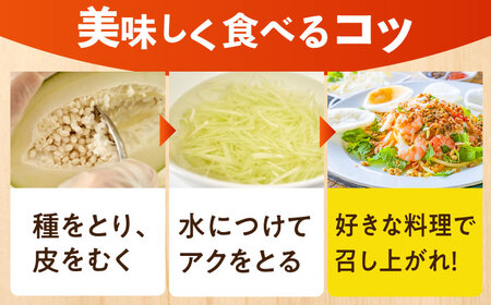 【9月中旬より発送】【栄養満点スーパーフード】青パパイヤ 約1kg（1-2個） / 野菜 パパイヤ[AFBK001]
